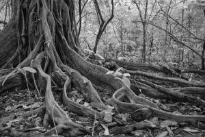 Ficus tree roots CR 2
